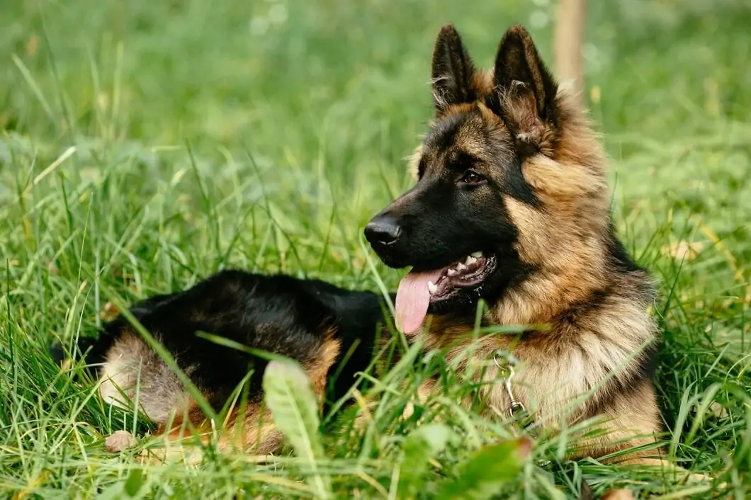 Deutscher Schäferhund 1-min