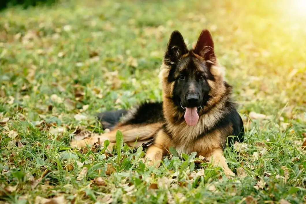 Deutscher Schäferhund 2-min