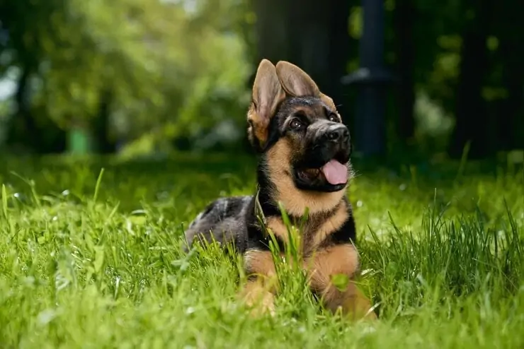 Deutscher Schäferhund 3-min